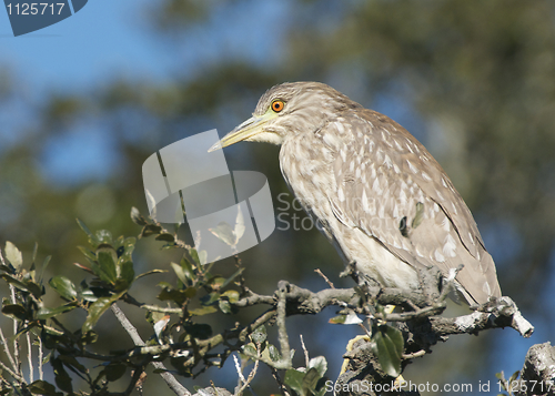 Image of Juvenile Black-crowned Night Heron, Nycticorax nycticorax