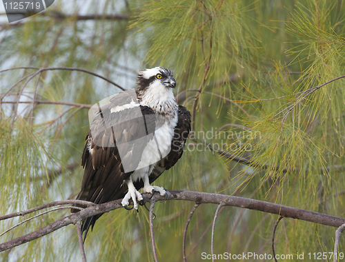 Image of Osprey