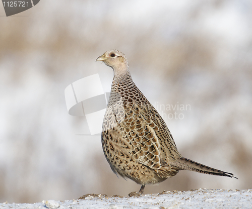 Image of Common Ring-neck Pheasant, Phasianus colchicus