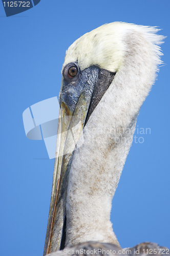 Image of Brown Pelican, Pelecanus occidentalis