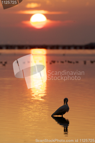 Image of Great Egret, Ardea alba