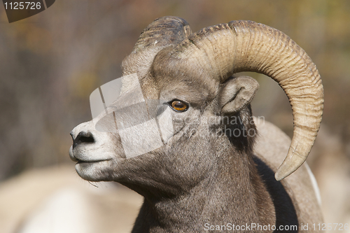 Image of Big Horn Sheep 