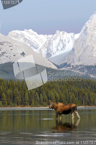 Image of Female Moose
