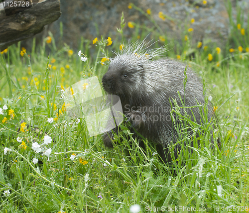 Image of Porcupine eating in tall grass