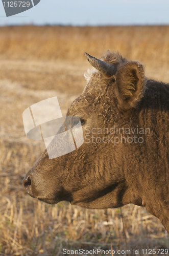 Image of Domestic Cow portrait 