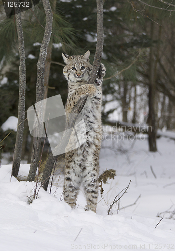 Image of Bobcat in deep white snow
