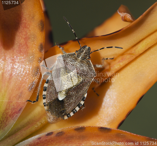 Image of American Stink Bug