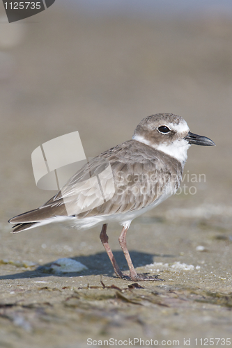 Image of Wilson's Plover, Charadrius wilsonia