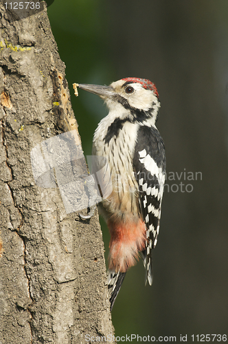 Image of White-backed Woodpecker, Dendrocopos leucotos