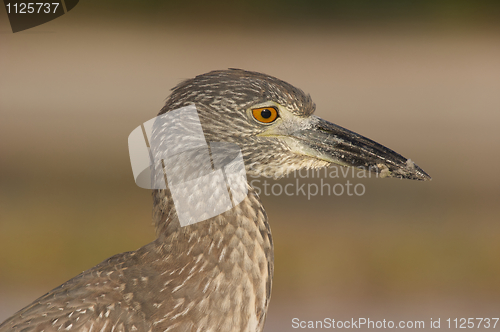 Image of Adult Yellow-crowned Night Heron, Nyctanassa violacea