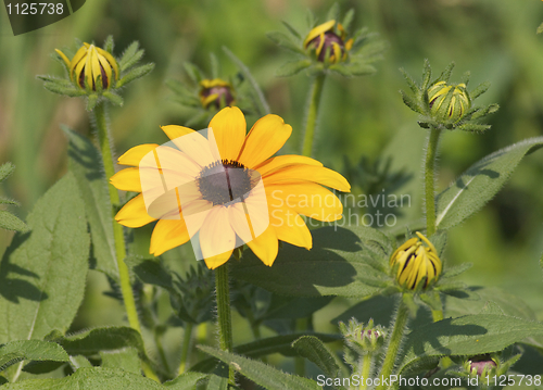 Image of Yellow Flowers with flower buds