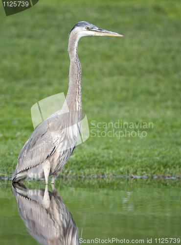 Image of Great Blue Heron, Ardea herodias