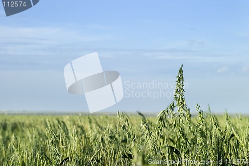 Image of Oats Landscape