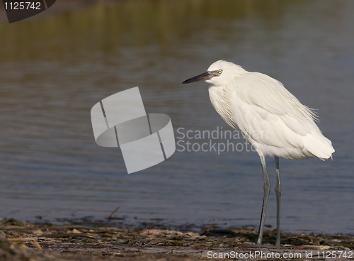 Image of Reddish Egret, Egretta rufescens