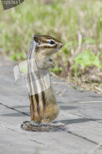 Image of Siberian Chipmunk