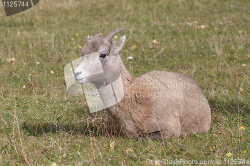 Image of Female Big Horn Sheep 