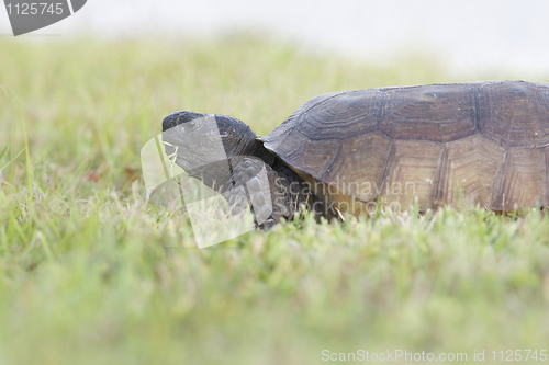 Image of Endangered Gopher Turtle or Tortoise 