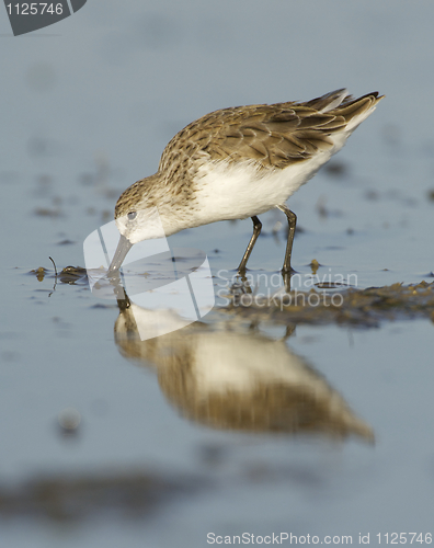 Image of Dunlin, Calidris alpina