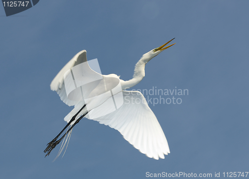 Image of Great Egret, Ardea alba