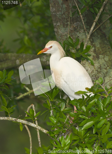 Image of Cattle Egret, Bubulcus ibis