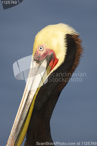 Image of California Brown Pelican, Pelecanus occidentalis