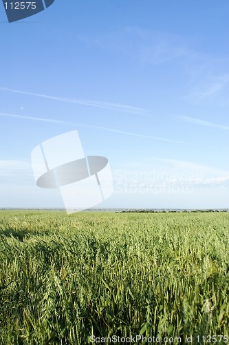 Image of Oats Landscape