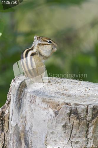 Image of Siberian Chipmunk