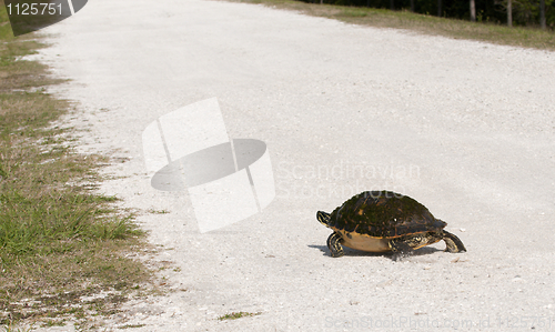 Image of Cooter Turtle 