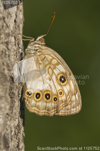 Image of Spotted Brown Butterfly