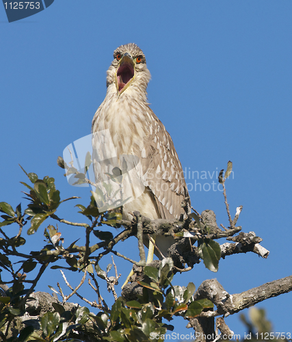 Image of Juvenile Black-crowned Night Heron, Nycticorax nycticorax