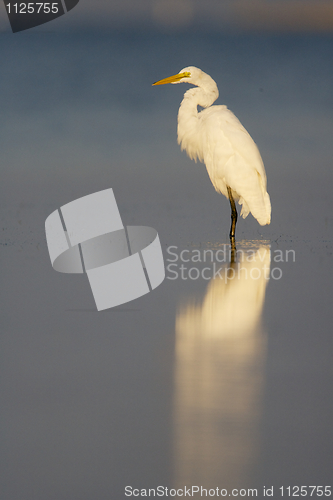 Image of Great Egret, Ardea alba