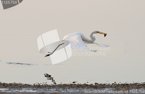 Image of Great Egret, Ardea alba