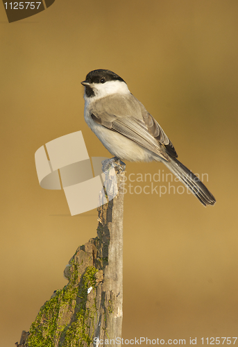 Image of Willow Tit, Parus montanus