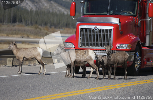 Image of Bighorn Sheep