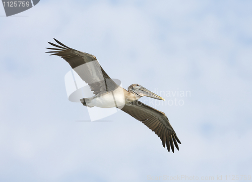 Image of Brown Pelican, Pelecanus occidentalis