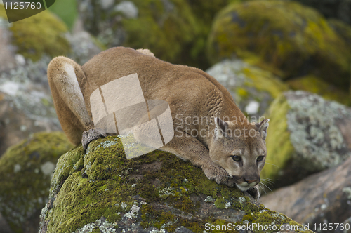 Image of Mountain Lion