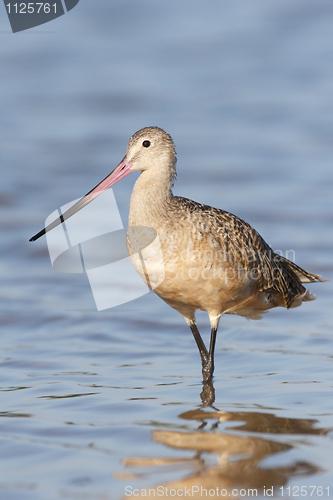 Image of Marbled Godwit, Limosa fedoa