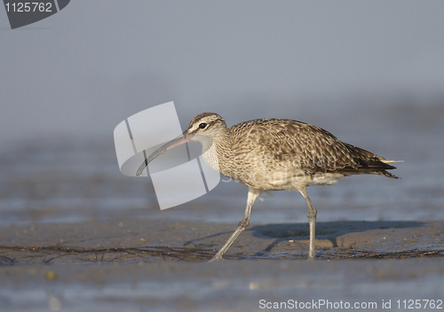 Image of American Whimbrel, Numenius phaeopus