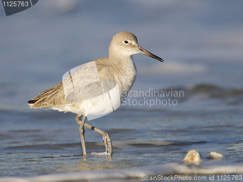 Image of Eastern Willet, Tringa semipalmata