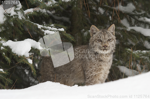 Image of Lynx