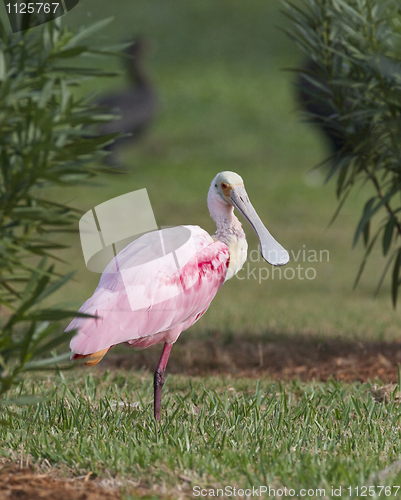 Image of Roseate Spoonbill, Platalea ajaja