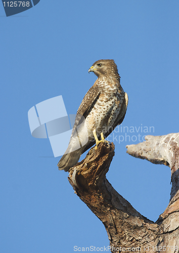 Image of Cooper's Hawk