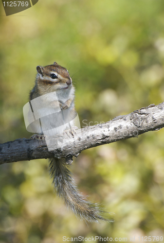 Image of Siberian Chipmunk