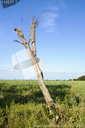 Image of Dead Tree Landscape