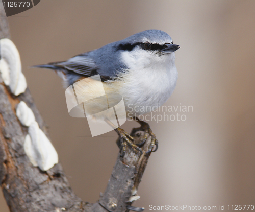 Image of Eurasian Nuthatch, Sitta europaea