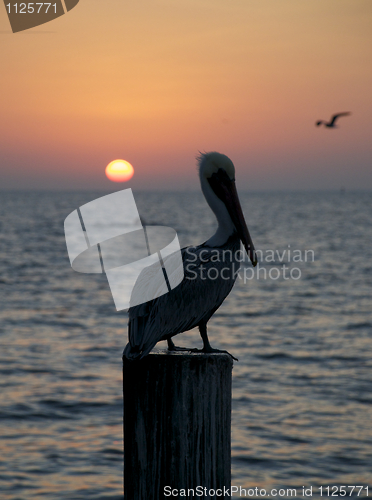 Image of Brown Pelican, Pelecanus occidentalis