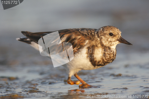 Image of Ruddy Turnstone, Arenaria interpres