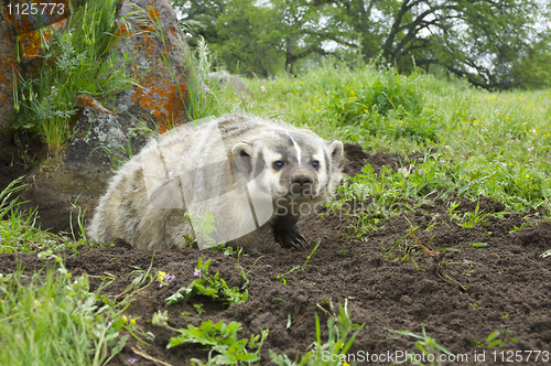 Image of American Badger