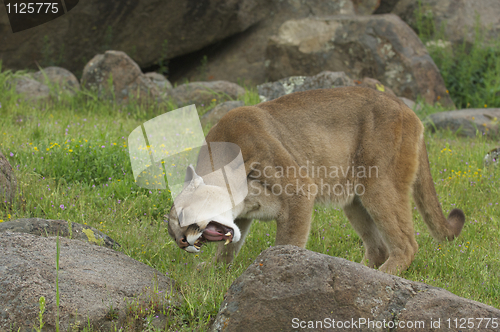 Image of Mountain Lion