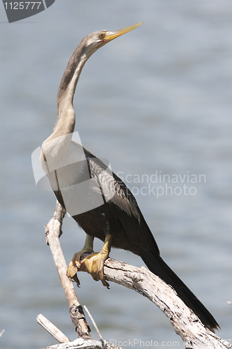 Image of Anhinga anhinga